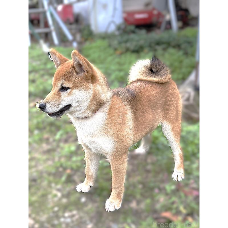 成約済の宮城県の柴犬-404336の4枚目